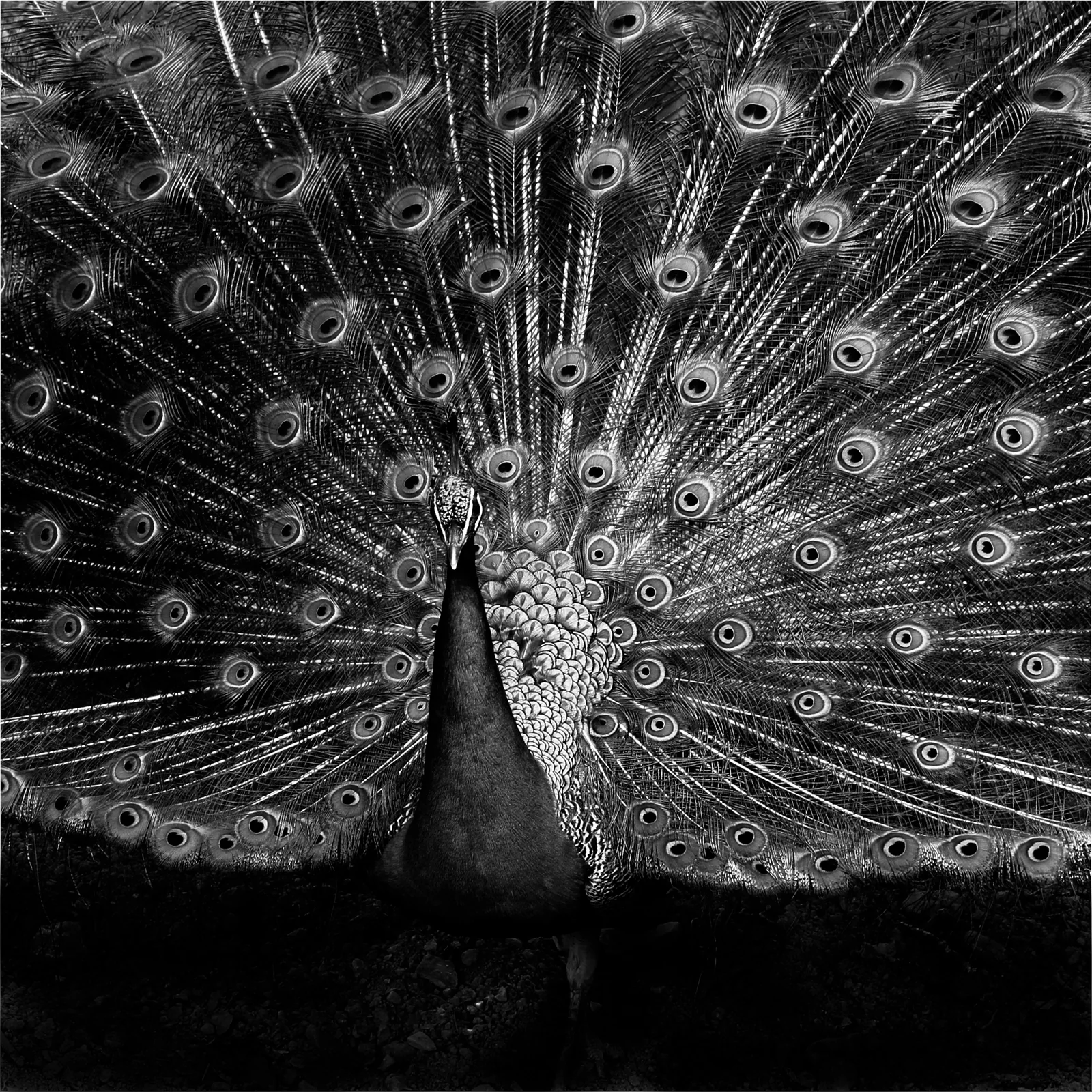 EYES — Rinaldo Marasco
